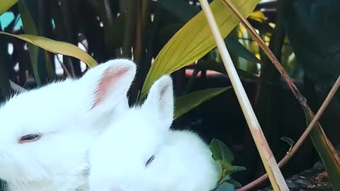 three cute and adorable bunnies