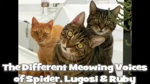 Funny Animals - Cats have a Different Meowing Voice