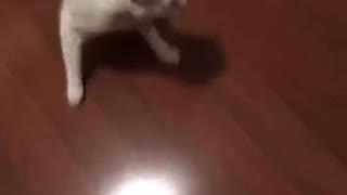 White cat chasing its tail