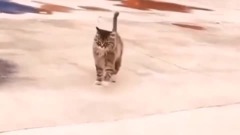 Come Check This Cat Strutting