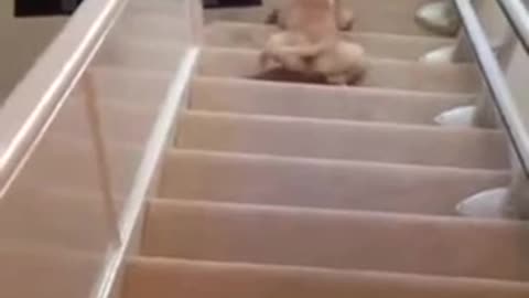 Funny Labrador slides down the Stairs