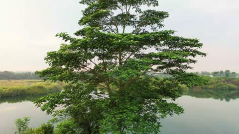 lake behind a tall tree