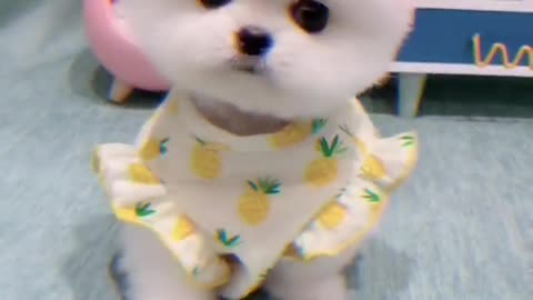 Puppy in clothes