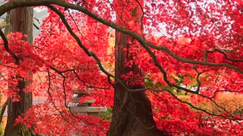 Red Leaves In Autumn