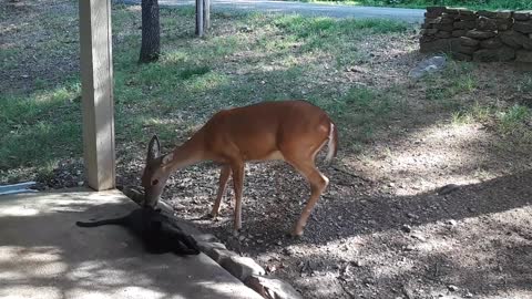 Deer and Cat Are Best Buddies (Part 3)
