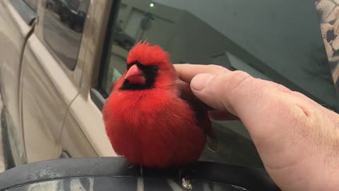 Red Cardinal Bird Comes to Visit