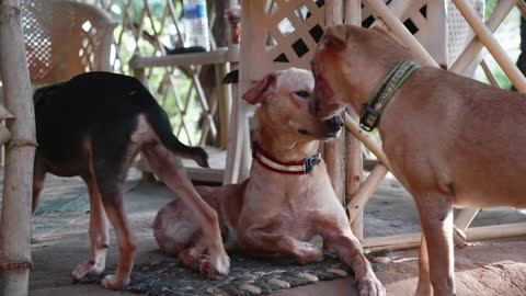 Cur adult dog lying on the the porch and many dogs pass by