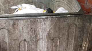 Bird Stuck in Garbage