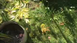 Marijuana gorilla glue flower and seed ghangha grow weed plants