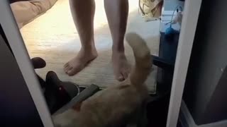 Scottish Fold Munchkin Greets Owner with Love ❤️