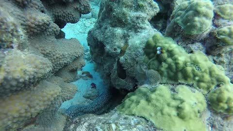 Underwater in the Maldives 😮