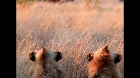 Male Lions Stalk Buffalo Herd!