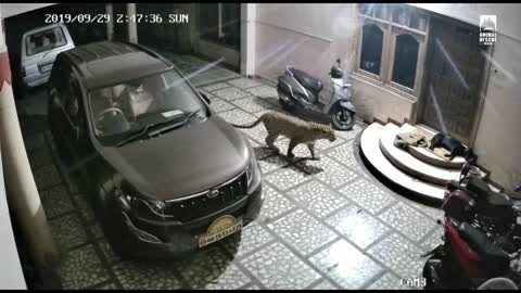 Tiger hunting a dog at night , captured in camera