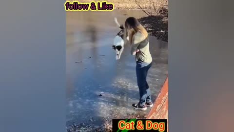 Funny pets 2024 | funny cats and dogs Laugh challenge🤣🤣🤣