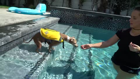 I'm teaching my dogs to swim.