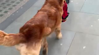 Helpful pup carries kid's backpack to school for him