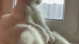 Cat Consumed by Deep Thoughts