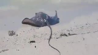 Poor ray fish
