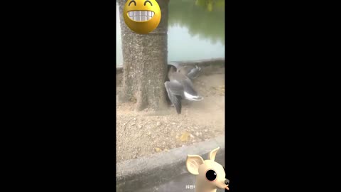 Dogs🐕🐕 Vs 🦆Goose, nasty and 😲😫🙄Brutal attack on the Dog