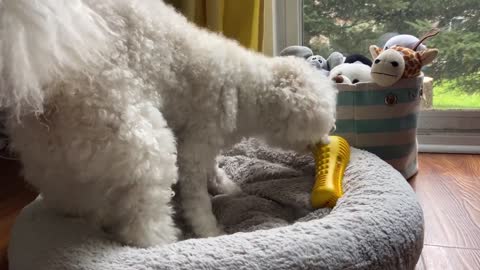 Dog buys new toy online