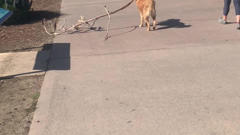 Doggo Drags a Large Stick at the Beach