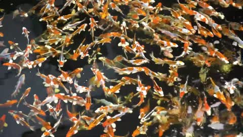 The Most Expensive Koi Fish In The World!
