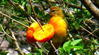 Oriole