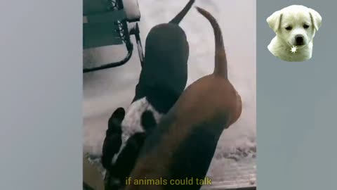 if animals could talk