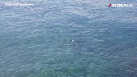 Sea snake in Croatia/ Zmija u moru