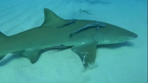 Shark swim 🦈🌊
