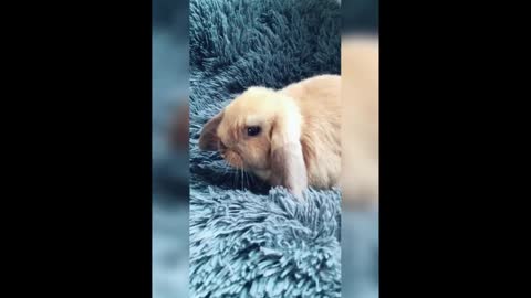 Funny and Cute Bunny Rabbit Videos on Tik Tok