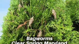 Bagworms Clear Spring Maryland Tree Shrub Care