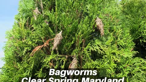 Bagworms Clear Spring Maryland Tree Shrub Care