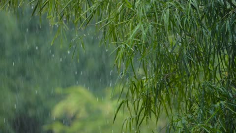 beautiful rain 4k - relaxing view of raindrops | music for sleep | rainforest | monsoon | explore |