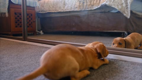 A Baby Dog Fights With His Reflection In The Mirror