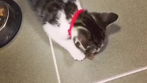 Cat with red collar eating food