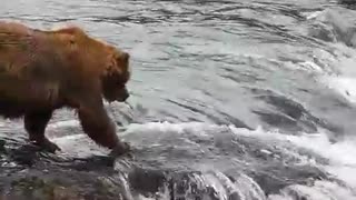 Brooks Falls Bears, Katmai AK