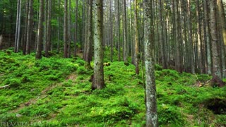 forest nature soothing film