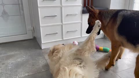 Golden Retriever Shocked by German Shepherd Steals His Toy