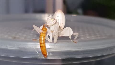 Orchid Mantis Eating it's Prey!