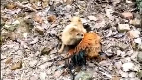 Chicken VS Dog Fight Funny Dog Fight - Videos