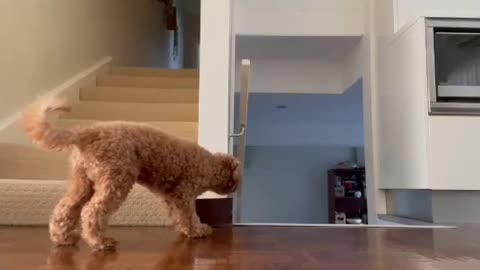 Sneaky Dog Do Prank To scare Owner