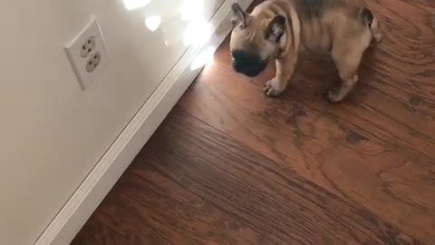 Brown french bull dog frenchie trying to play with light on wall