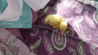 Muscovy ducklings