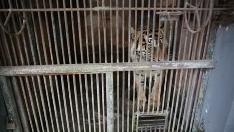 Indonesia investiga cómo pudieron contagiarse de covid dos tigres de Sumatra