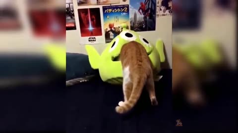 Cat funny video|in funny moment