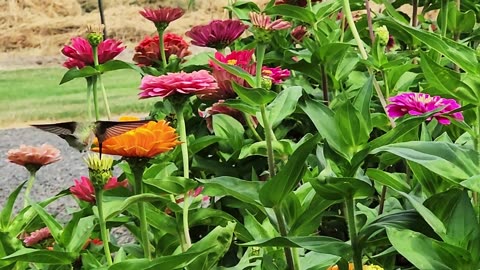 The Zinnia Patch