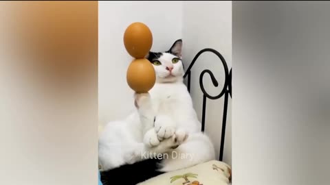 Cute cats & dog funny acting..🥺🥺🥺