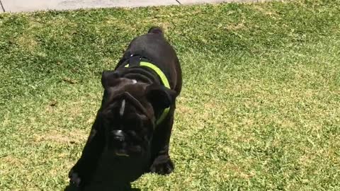 Duck & dog best friends adorably play together