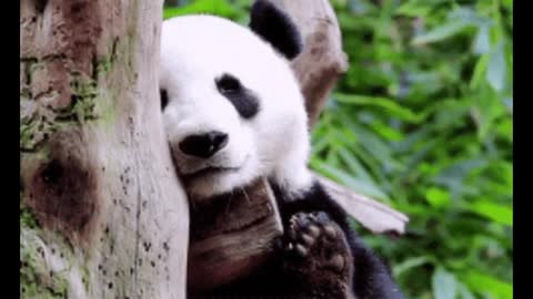 Adorable Baby Pandas Who Are Very Sleepy Brighten Your Day!